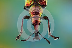 Head of Weevil Rhynchites bacchus