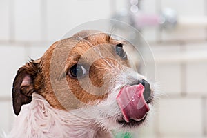 Head of wet dog after shower in bathroom licking nose