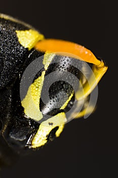 Head of wet wasp in extreme close up