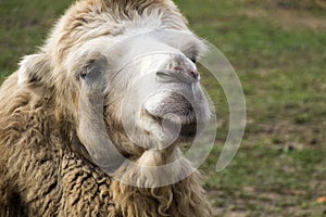 Head of white Bactrian camel close up