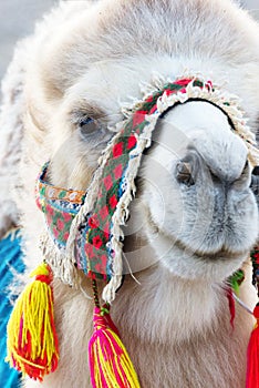 Head of white Bactrian camel with a colorful harness
