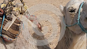 Head of white camel in hot desert close up. Muzzle of camel in Sahara desert. Teeth closeup