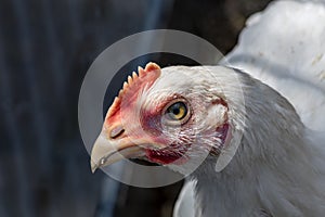 Head of white chicken close-up. Farm life