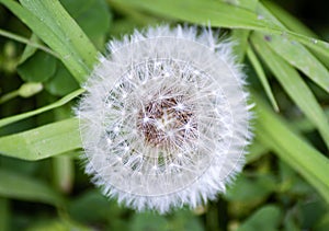 Head of white dandelion 2