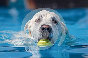 Head of white dog swimming through clear blue water with a yellow tennis ball.