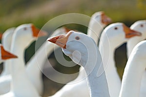 Head of a white goose compared to other geese