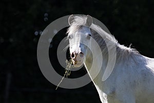 Head of white horse
