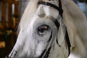 head of a white horse - close-up portrait of a horse - eyes open. The muzzle of a harnessed horse