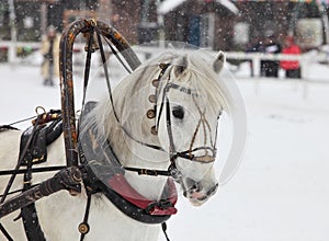 Head of white horse with harness in wintertime