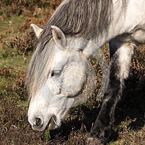 Head White Horse Heathland