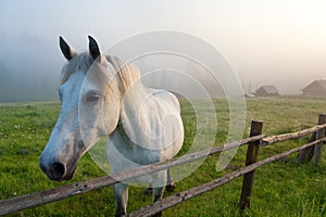 Close-up photo of a white horse on the pasture. Ukraine, Carpathians.