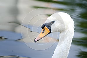 Head Of White Mute Swans On The Pond