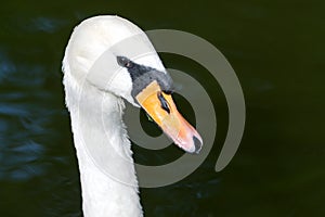 Head Of White Mute Swans On The Pond