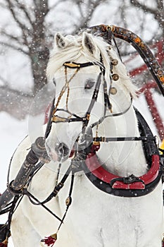 Head of white Orlow trotter horse with russian harness in wintertime