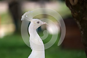 Head of White Peacock