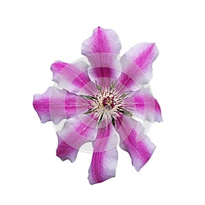 White Pink Clematite Flower on white background photo