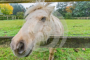 Head of a white pony between a wooden fence