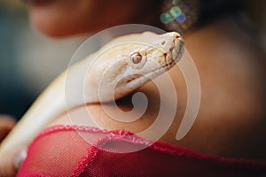 The head of a white Python in the hands of a girl