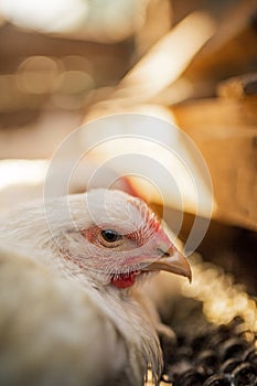 The head of a white rooster broiler. Red comb. Agriculture, animal husbandry