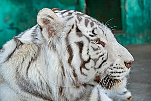 The head of the white tiger. profile.