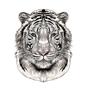 The head of the white tiger sketch vector graphics