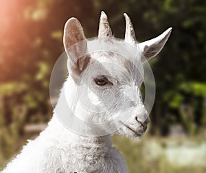 White young goat