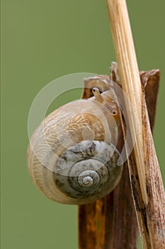 head of wild brown gastropoda