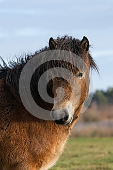 Head of a wild Exmoor pony, against a blue sky in nature reserve in Fochteloo, the Netherlands