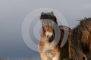 Head of a wild Exmoor pony, against a blue sky in nature reserve in Fochteloo, the Netherlands