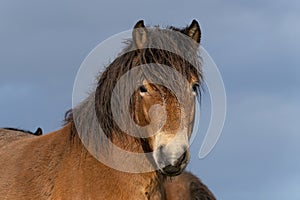 Head of a wild Exmoor pony, against a blue sky in nature reserve in Fochteloo, the Netherlands