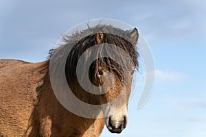 Head of a wild Exmoor pony, against a blue sky in nature reserve in Fochteloo, the Netherlands