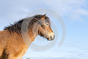 Head of a wild Exmoor pony, against a blue sky in nature reserve in Fochteloo, the Netherlands