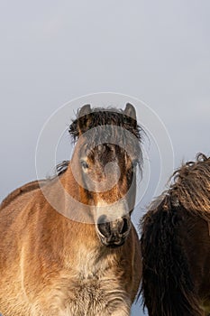 Head of a wild Exmoor pony, against a blue sky in nature reserve in Fochteloo, the Netherlands