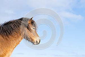 Head of a wild Exmoor pony, against a blue sky in nature reserve in Fochteloo, the Netherlands