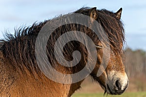 Head of a wild Exmoor pony, against a blue sky in nature reserve in Fochteloo, the Netherlands