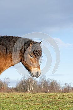 Head of a wild Exmoor pony, against a blue sky in nature reserve in Fochteloo, the Netherlands