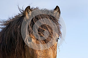 Head of a wild Exmoor pony, against a blue sky in nature reserve in Fochteloo, the Netherlands