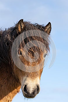 Head of a wild Exmoor pony, against a blue sky in nature reserve in Fochteloo, the Netherlands