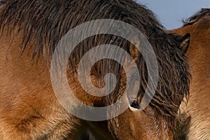 Head of a wild Exmoor pony, against a blue sky in nature reserve in Fochteloo, the Netherlands