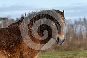 Head of a wild Exmoor pony, against a blue sky in nature reserve in Fochteloo, the Netherlands