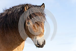 Head of a wild Exmoor pony, Eye closed, against a blue sky in nature reserve in Fochteloo, the Netherlands