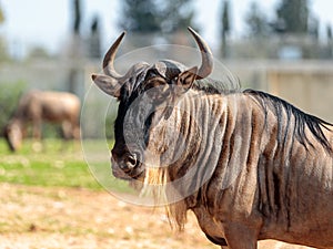 The head of the wildebeest, also called gnus Connochaetes on a sunny day