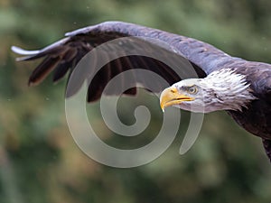 Head and wing of bald eagle in flight