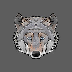 Head of wolf, portrait of wild animal hand drawn vector Illustration