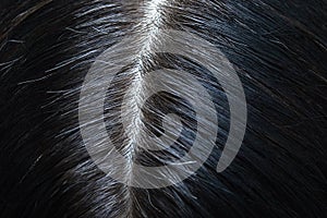 Head of woman with black gray hair close-up. View from above