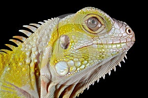 Head of the yellow albino iguana closeup