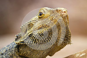 Head of a yellow central or inland bearded dragon