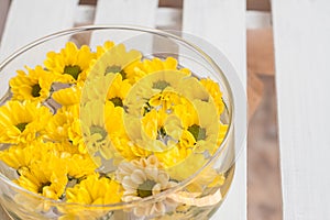 head yellow chrysanthemum floating in water on a white background wooden