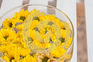 head yellow chrysanthemum floating in water on a white background wooden