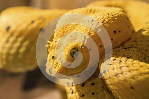 Head of yellow Eyelash Palm-Pitviper